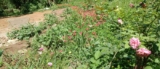 Conservation, Equity & Rights